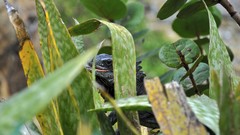 Flowers nature Plants gamma