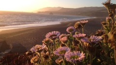 Flowers nature Plants iphone