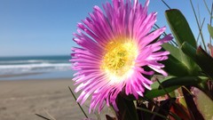 Flowers nature Plants iphone