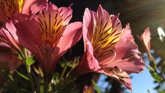 Flowers nature Plants iphone