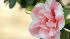 Flowers nature Plants Japanese carnations