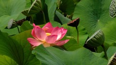 Flowers nature Plants lotus flower