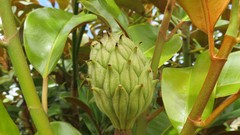 Flowers nature Plants Magnolia