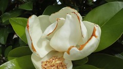 Flowers nature Plants Magnolia white flowers