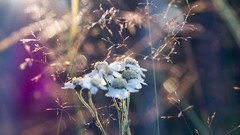 Flowers nature Plants multicolor