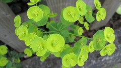 Flowers nature Plants multicolor