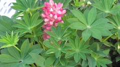 Flowers nature Plants multicolor