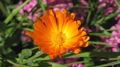 Flowers nature Plants multicolor