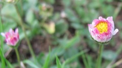 Flowers nature Plants multicolor