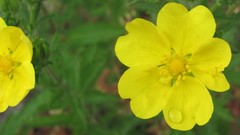 Flowers nature Plants multicolor