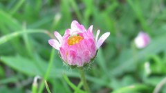 Flowers nature Plants multicolor