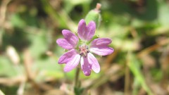 Flowers nature Plants multicolor