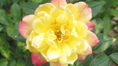 Flowers nature Plants multicolor