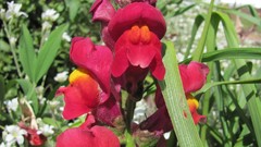 Flowers nature Plants multicolor