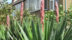Flowers nature Plants multicolor