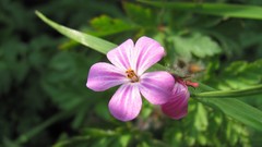 Flowers nature Plants pink flowers