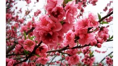 Flowers nature Plants pink flowers cherry blossoms