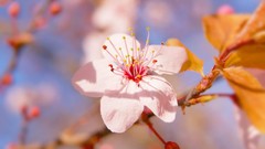 Flowers nature Plants pink flowers cherry blossoms