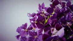 Flowers nature Plants purple flowers