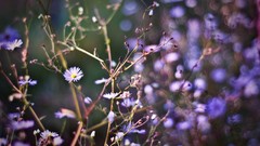 Flowers nature Plants purple flowers bokeh