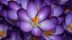 Flowers nature Plants purple flowers crocus