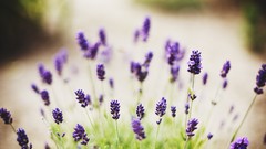 Flowers nature Plants purple flowers lavender