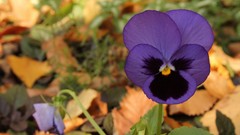 Flowers nature Plants purple flowers pansies
