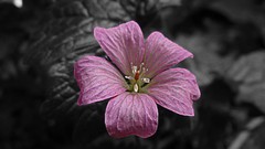 Flowers nature Plants selective coloring