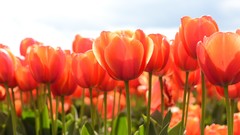 Flowers nature Plants spring tulips julie