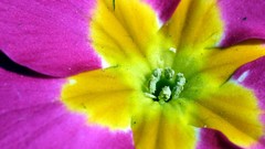 Flowers nature Plants tulips