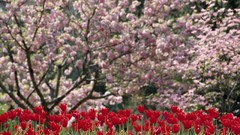 Flowers nature Plants tulips flowered trees