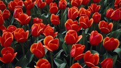 Flowers nature Plants tulips red flowers