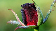 Flowers nature Plants water drops