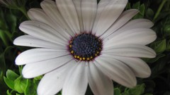 Flowers nature Plants white flowers