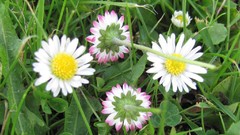 Flowers nature Plants white flowers
