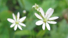 Flowers nature Plants white flowers