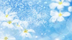 Flowers nature Plants white flowers plumeria artwork soft 