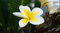Flowers nature plumeria