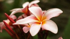 Flowers nature plumeria