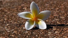 Flowers nature plumeria