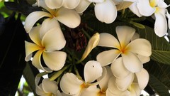 Flowers nature plumeria