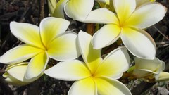 Flowers nature plumeria