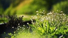 Flowers nature Poland white flowers HDR Photography depth of 