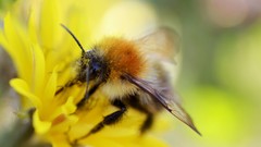 Flowers nature pollen bees