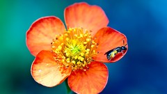 Flowers nature pollen insects orange flowers