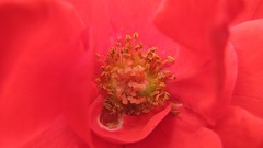 Flowers nature pollen red flowers