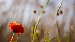 Flowers nature Poppies
