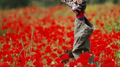 Flowers nature Poppies