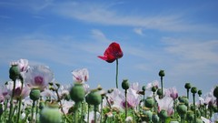 Flowers nature Poppies