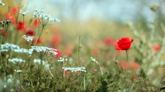 Flowers nature Poppies